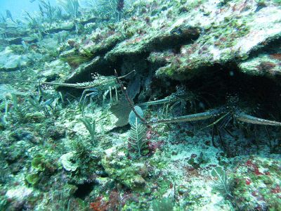 Los Carriles Sitio de Buceo Las Galeras Samaná